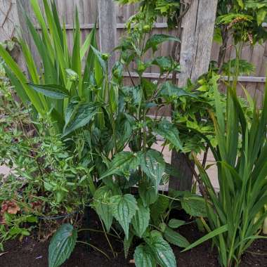 Rudbeckia 'Goldsturm'