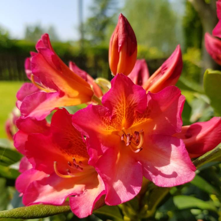 Plant image Rhododendron 'Golden Gate'