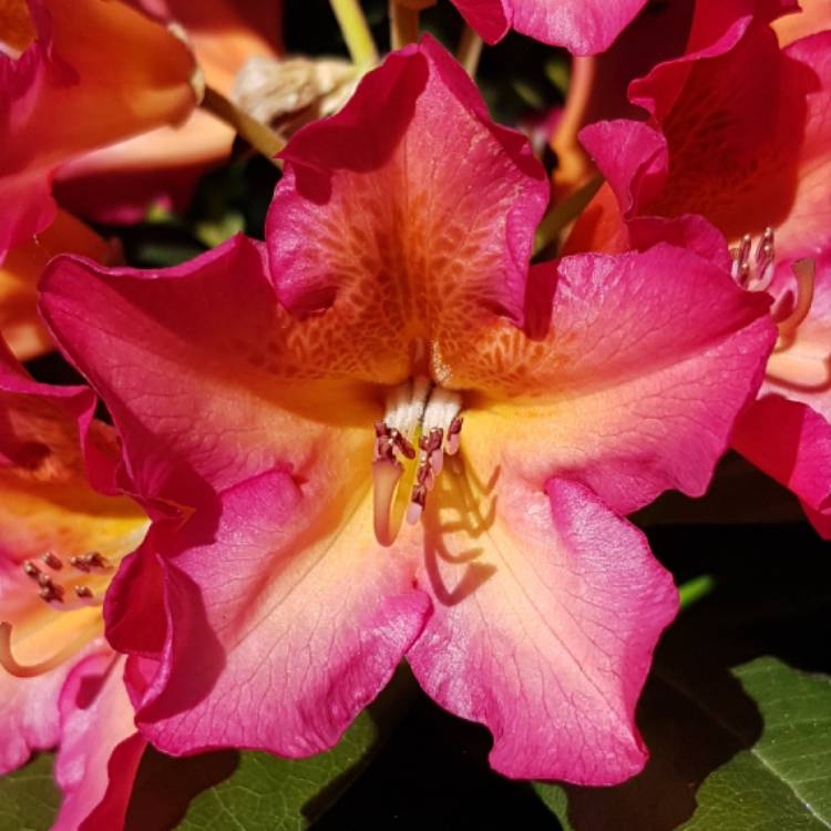 Plant image Rhododendron 'Golden Gate'