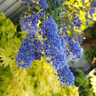 Ceanothus 'Dark Star'