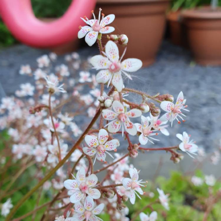 Plant image Saxifraga umbrosa 'Primuloides'