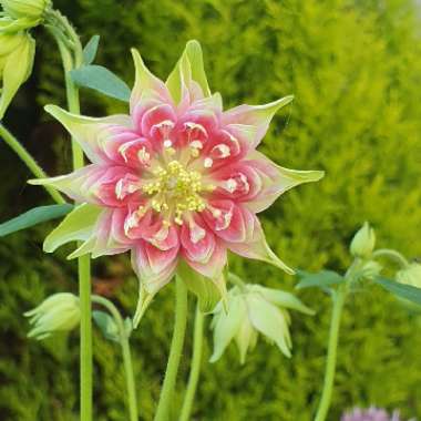 Aquilegia vulgaris var. stellata 'Nora Barlow'