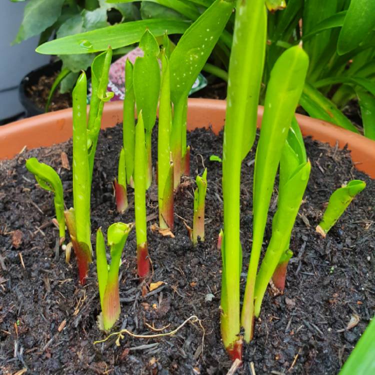 Plant image Zantedeschia 'Red Charm'