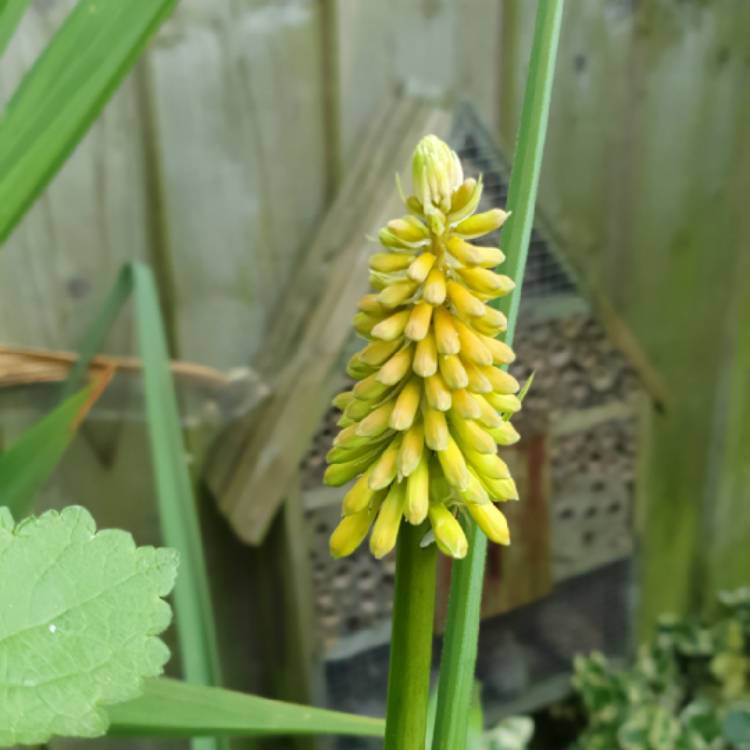 Plant image Kniphofia 'Limelight'