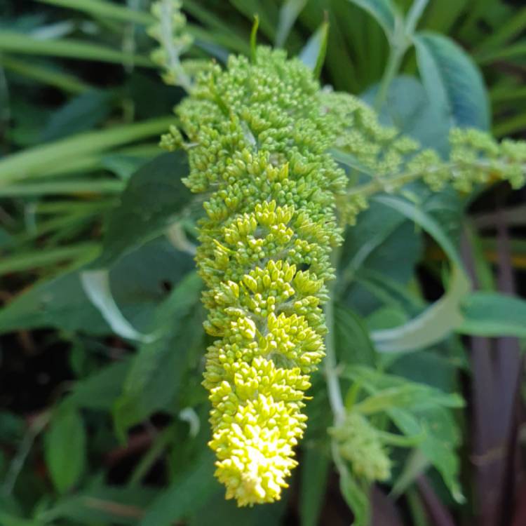 Plant image Buddleja 'Hinebud3' syn. Buddleja 'Dreaming White'