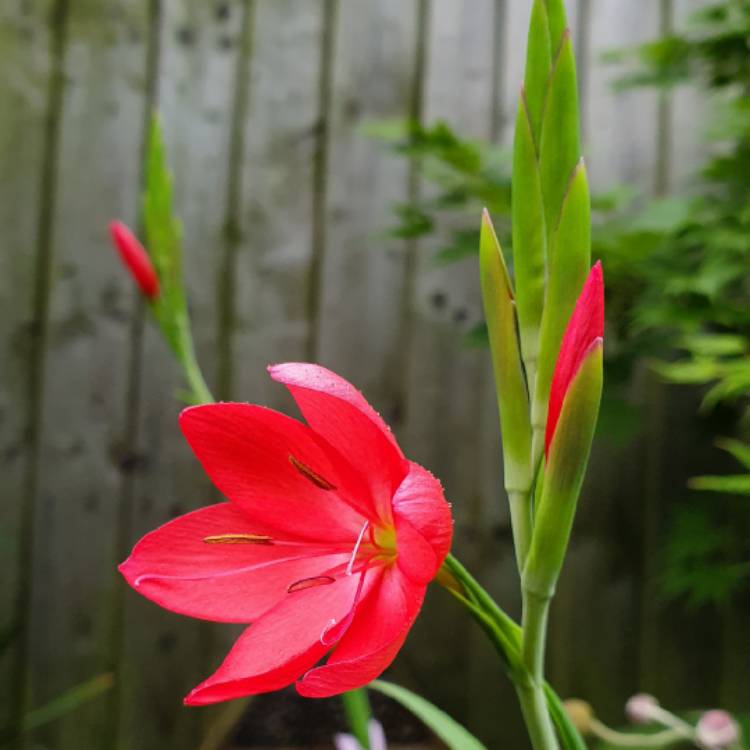 Plant image Hesperantha coccinea 'Mollie Gould' syn. Schizostylis coccinea  'Mollie Gould'