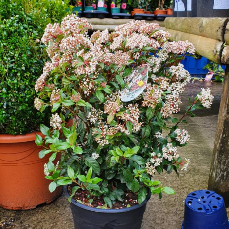 Plant image Viburnum tinus