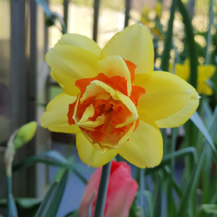 Plant image Narcissus 'Ice Wings'