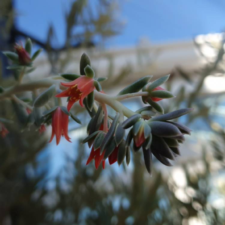 Plant image Echeveria Serrana