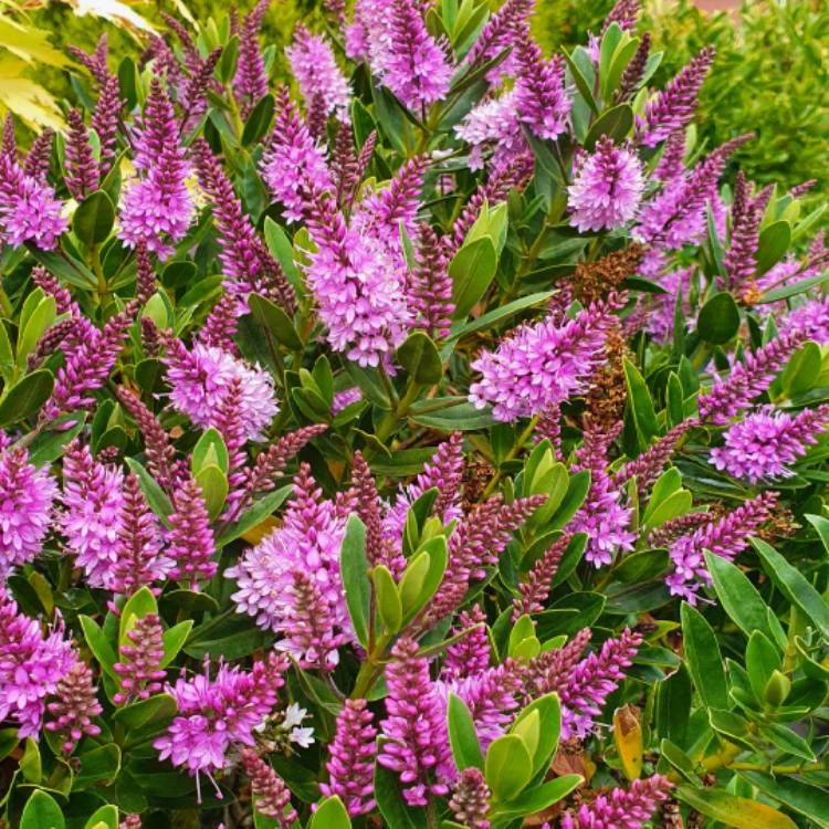 Plant image Hebe 'Zenia' syn. Hebe 'Hebedonna Diana'