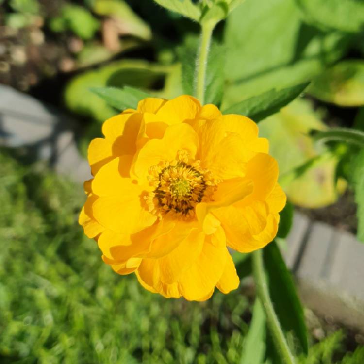 Plant image Geum 'Fireball'