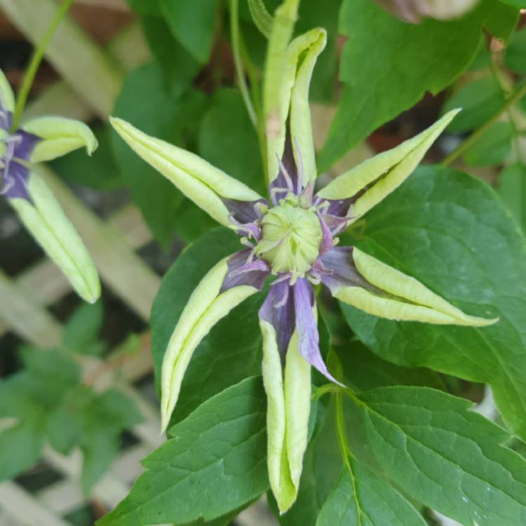 Plant image Clematis 'Taiga'