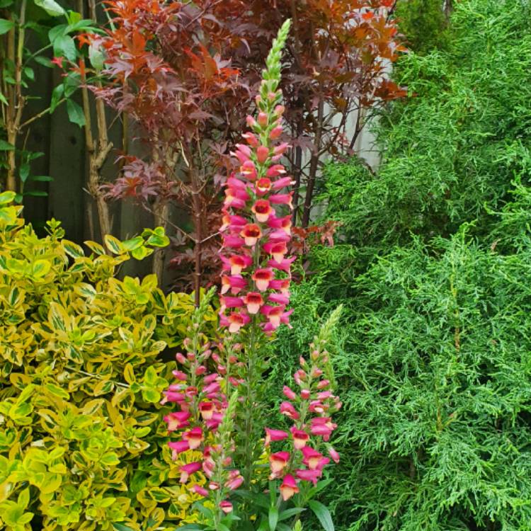 Plant image Digitalis canariensis 'Illumination' syn. Isoplexis canariensis 'Illumination'