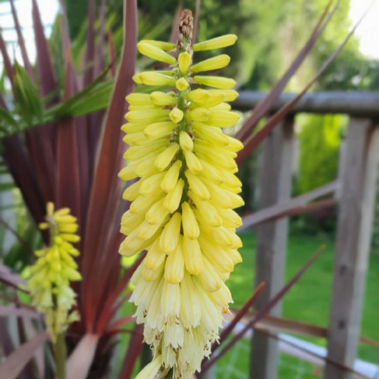 Plant image Kniphofia 'Pineapple Popsicle' (Popsicle Series)