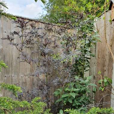 Sambucus nigra f. porphyrophylla 'Eva' syn. Sambucus nigra f. porphyrophylla 'Black Lace', Sambucus nigra 'Black Lace'