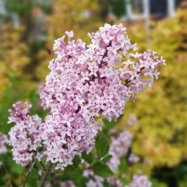 Syringa