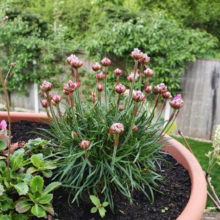 Plant image Rhodanthemum hosmariense syn. Chrysanthemum hosmariense, Leucanthemum hosmariense, Pyrethropsis hosmariense