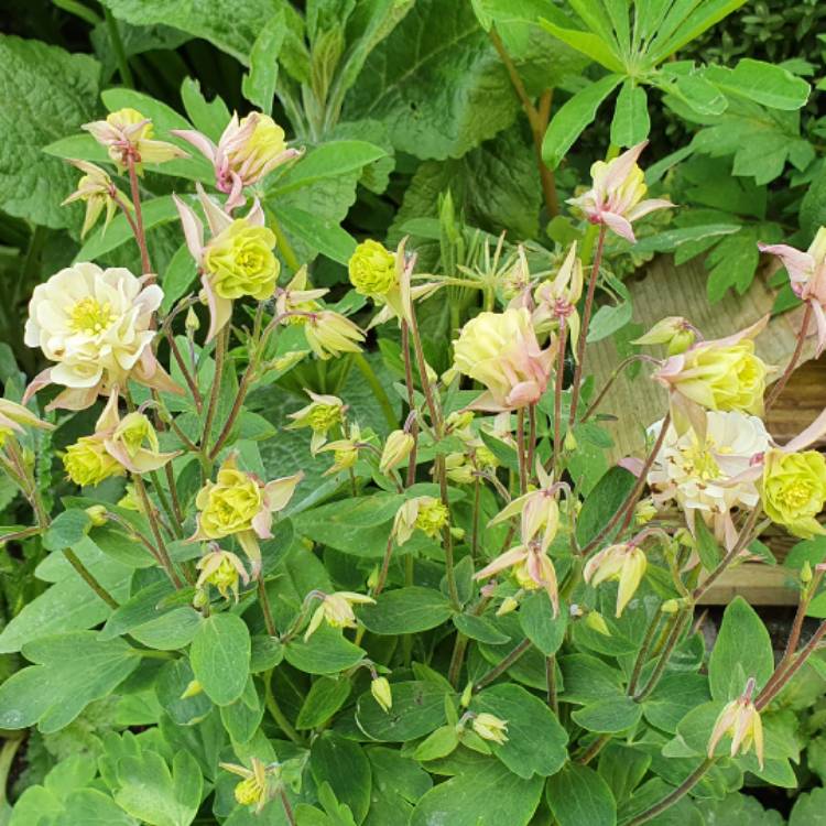 Plant image Aquilegia vulgaris 'Winky Rose-Rose'