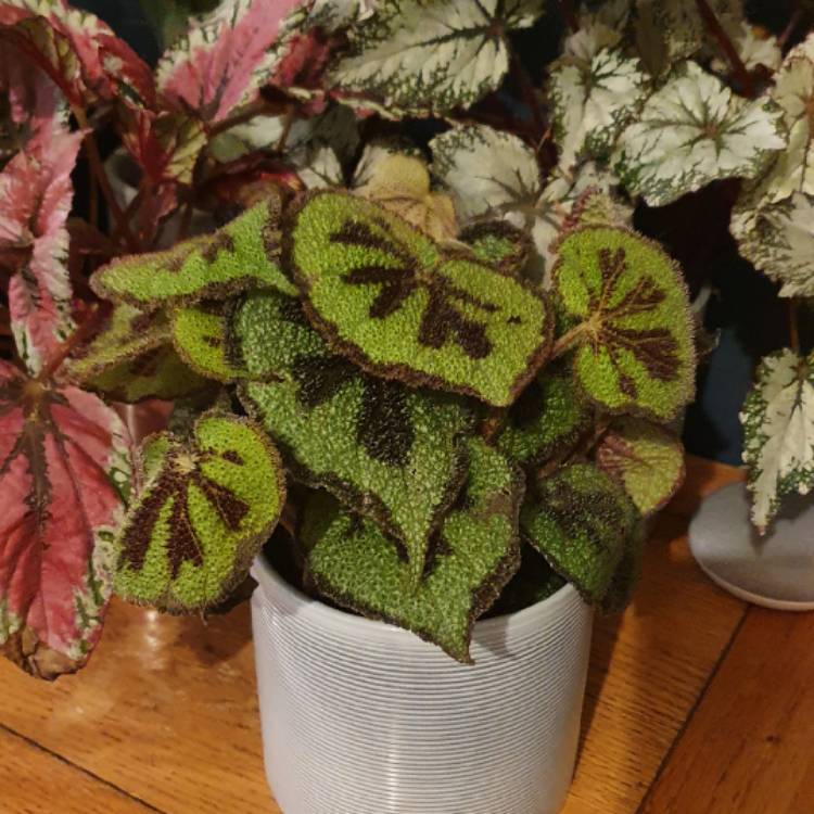 Plant image Begonia masoniana