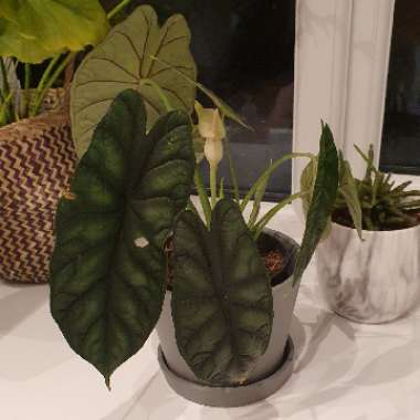 Alocasia