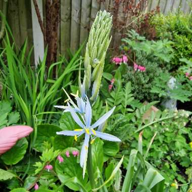 Camassia cusickii