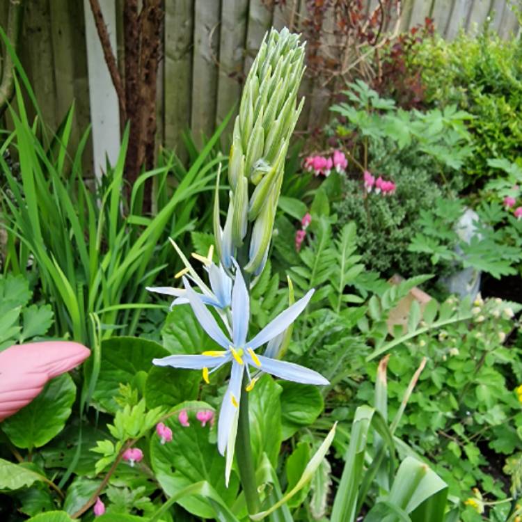 Plant image Camassia cusickii