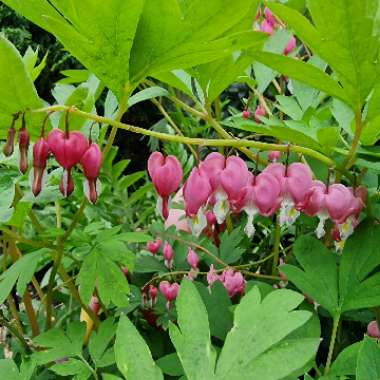 Lamprocapnos spectabilis 'Valentine' syn. Dicentra spectabilis 'Valentine'