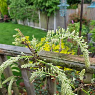 Wisteria sinensis