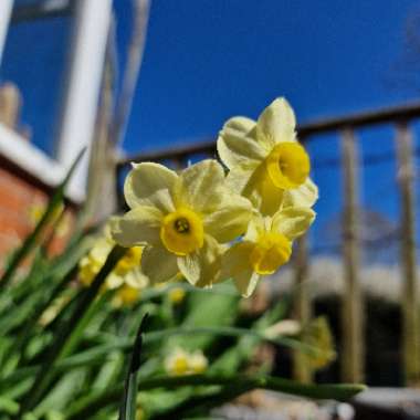 Narcissus 'Minnow'