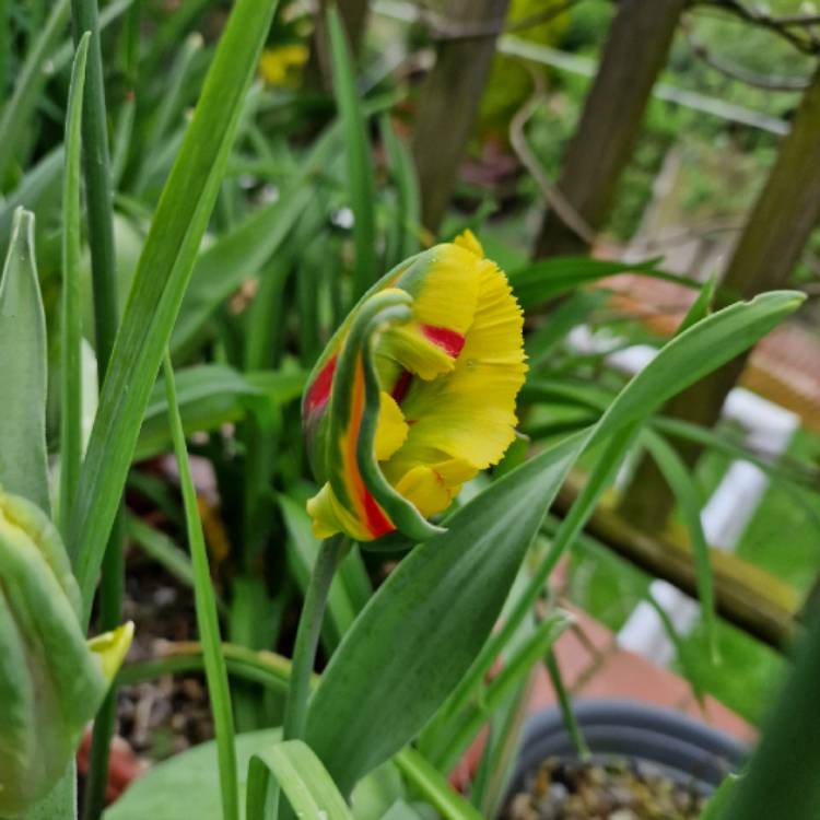 Plant image Tulipa 'Flaming Parrot'