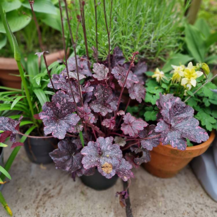 Plant image Heuchera 'Berry Marmalade'