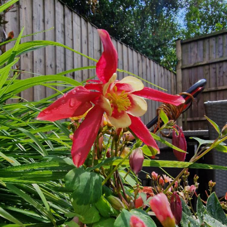 Plant image Aquilegia 'Swan Red and White'