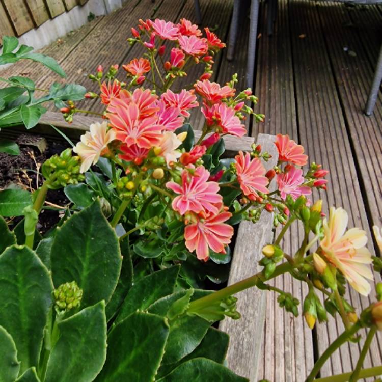 Plant image Lewisia 'Little Peach' (Little Series)