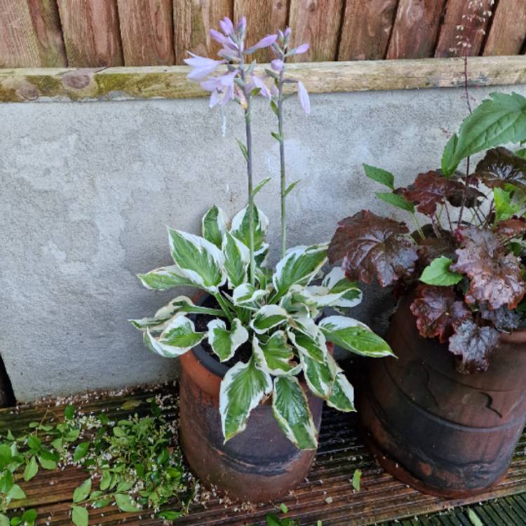 Plant image Hosta 'Patriot'