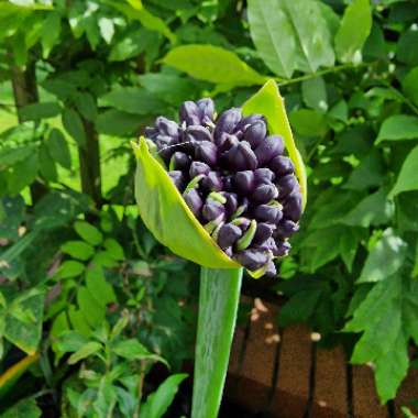 African Lily