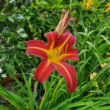 Daylily 'Arriba'