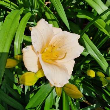 Daylily