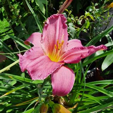 Daylily 'Amadeus'