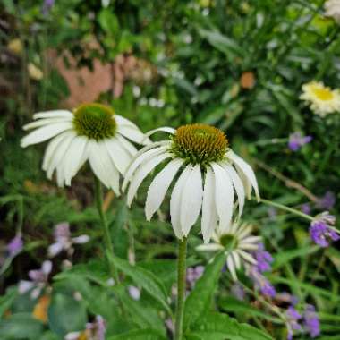 Coneflower 'PowWow White'