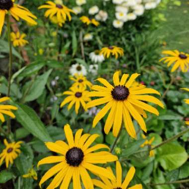 Coneflower 'Deamii'