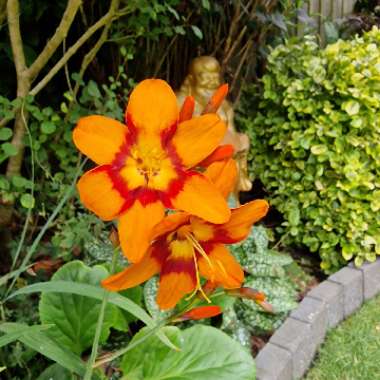 Montbretia 'Emily McKenzie'