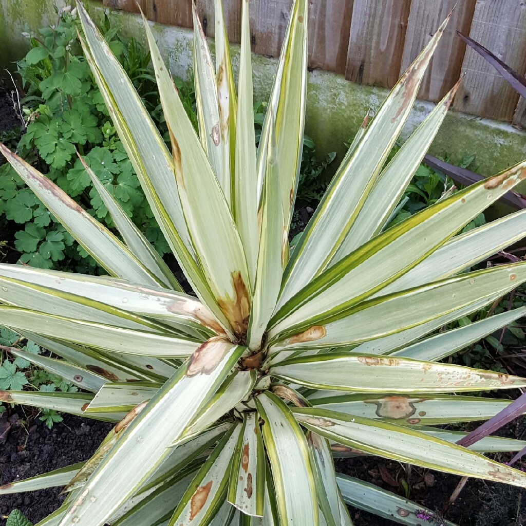 Plant image Yucca gloriosa 'Variegata'