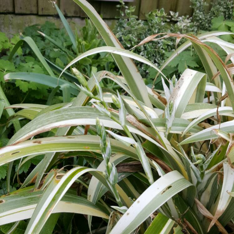 Plant image Iris Pallida 'Albo-variegata' syn. Argentea Variegata'