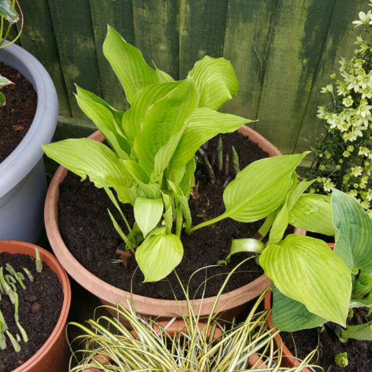 Plant image Hosta 'Captain Kirk'