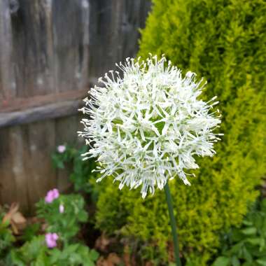 Allium stipitatum 'White Giant'