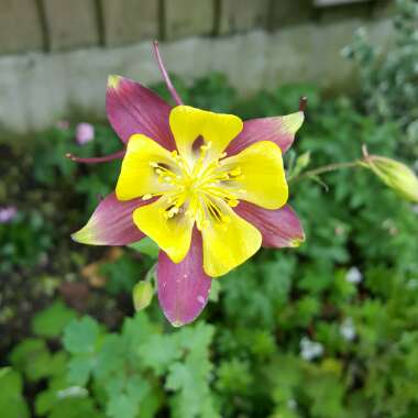 Aquilegia