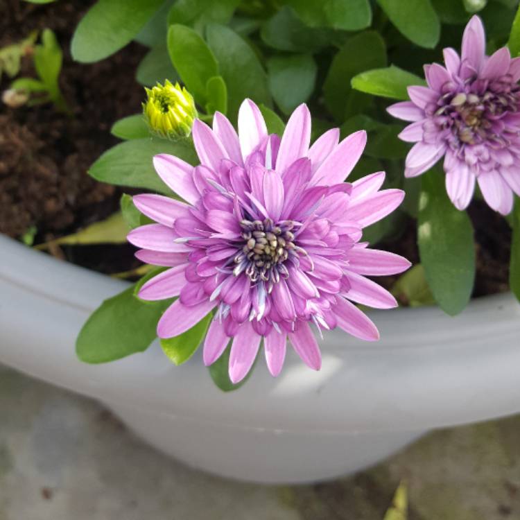 Plant image Osteospermum hybrid 4D 'Berry White'