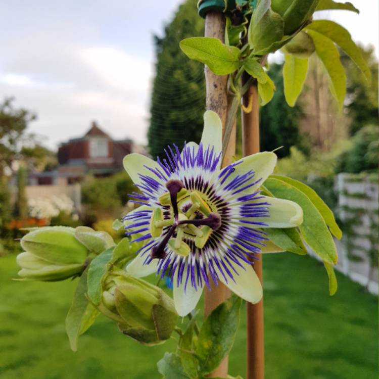 Plant image Passiflora edulis 'Nellie Kelly'