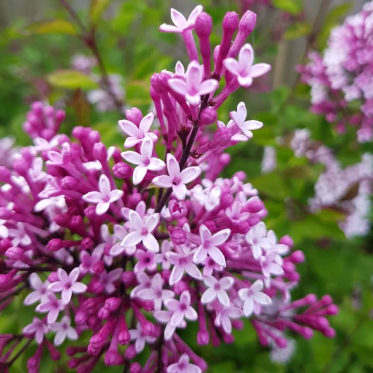 Plant image Syringa 'Morjos 060f' syn. Syringa 'Josee'