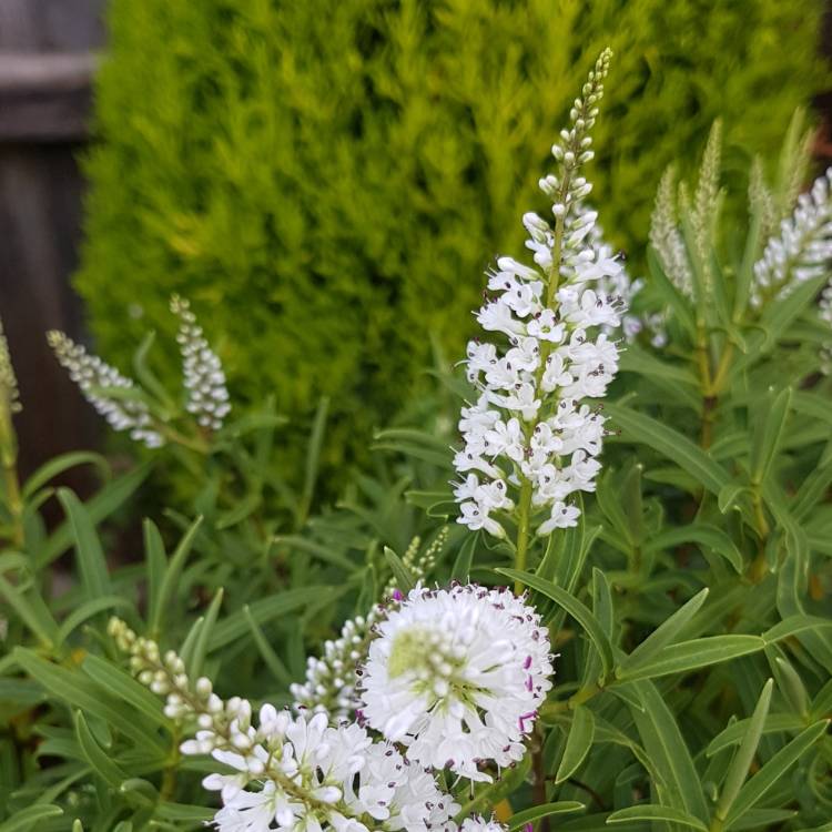 Plant image Hebe brachysiphon 'Snowdrift'